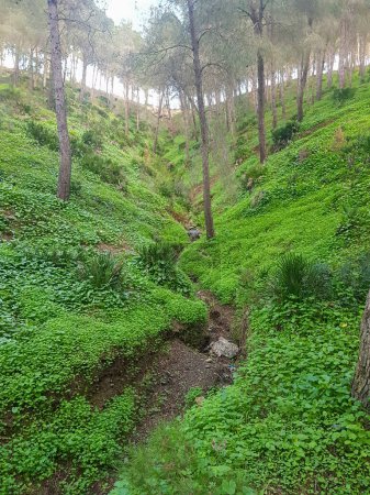 Téléchargez les photos : Voyage pour explorer l'herbe enchanteresse sous les pins dans une montagne pittoresque - en image libre de droit