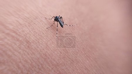 Photo for Dangerous Malaria Infected By Mosquito Bite. Leishmaniasis, Encephalitis, Fever, Dengue, Malaria, Mosquitoes, Parasites, Macro Insects. - Royalty Free Image
