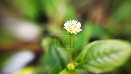 Téléchargez les photos : Eclipta Prostrata plante sur un fond flou. Plante macro photo. - en image libre de droit