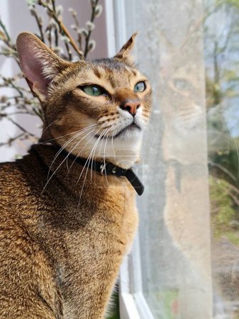 Téléchargez les photos : Beau chat chausie assis sur l 'fenêtre - en image libre de droit