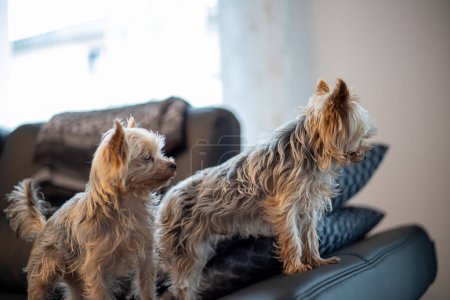 Téléchargez les photos : Gros plan de 2 terriers Yorkshir assis ensemble sur un canapé. Photo de haute qualité - en image libre de droit