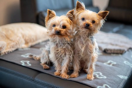 Photo for Close-up of 2 Yorkshir terriers sitting together on a couch. High quality photo - Royalty Free Image