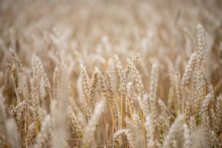 Photo for Close-up of a wheat field in summer. High quality photo - Royalty Free Image