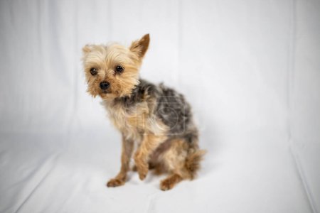 Photo for Little Yorkshire Terrier sitting in front of a white screen. High quality photo - Royalty Free Image