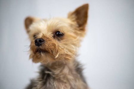 Photo for Little Yorkshire Terrier sitting in front of a white screen. High quality photo - Royalty Free Image