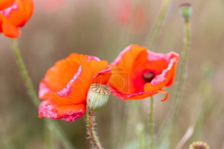 Photo for Macro image of a red poppy blossom with green blurred background. High quality photo - Royalty Free Image