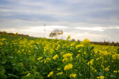 Photo for Close-up of rapeseed flowers with a blurry panorama background, a tree and clouds. High quality photo - Royalty Free Image