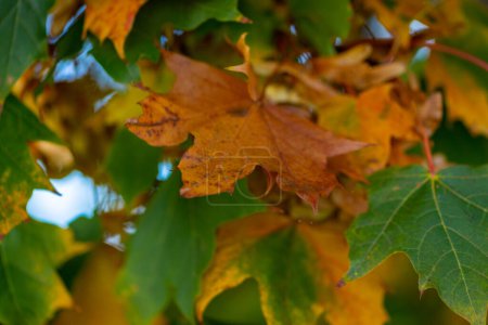 Photo for Macro image of yellow maple leaves in autumn. High quality photo - Royalty Free Image