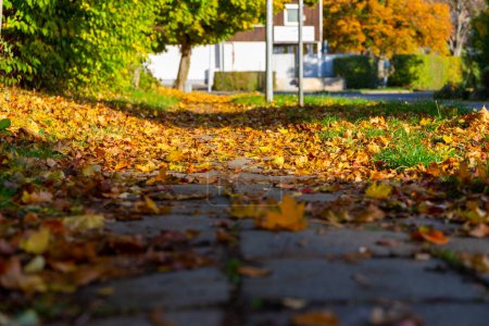Photo for Close-up of fallen leaves on a road. - Royalty Free Image