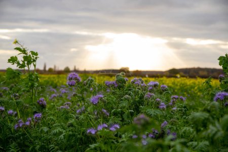 Photo for Cloudy panorama shot of a rap and purple rainfarn field with a few rays of sunshine. High quality photo - Royalty Free Image