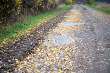 Photo for Dirt road with lots of autumn foliage, puddles and colourful trees on the edge. High quality photo - Royalty Free Image