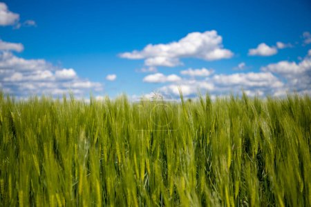 Photo for Panoramic view of a farmer's field with blue sky and clouds. High quality photo - Royalty Free Image