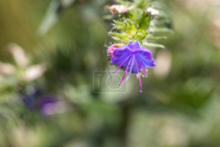 Photo for Macro shot of a Veronica beccabunga with beautiful purple flowers. High quality photo - Royalty Free Image