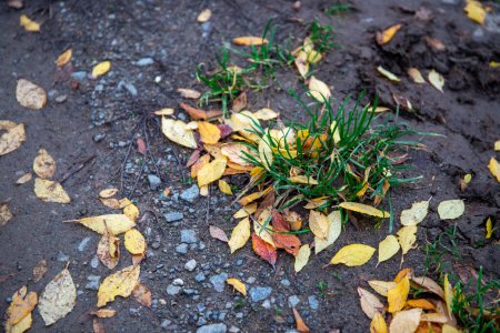 Photo for Grass tufts with mud, stones and autumn leaves. High quality photo - Royalty Free Image