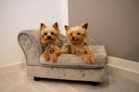 2 little Yorkshire Terriers on a Grey Dog Sofa. High quality photo Poster 647093770
