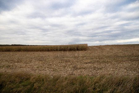 Photo for Semi-harvested cornfield in autumn, cloudy skies . High quality photo - Royalty Free Image