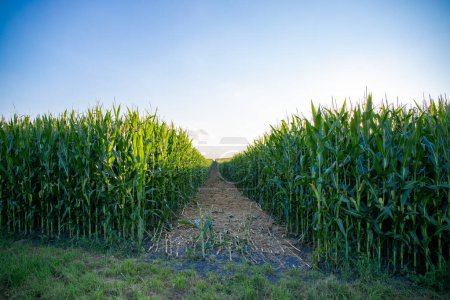 Photo for Long way through a corn field. High quality photo - Royalty Free Image