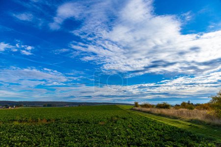 Photo for Panorama of a wheat field in October autumn with blue sky. High quality photo - Royalty Free Image