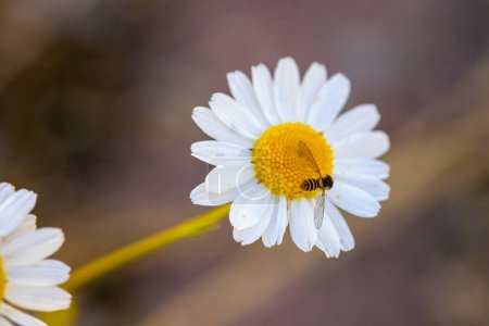 Photo for Wild Chamomile, macro shot with a wasp. High quality photo - Royalty Free Image