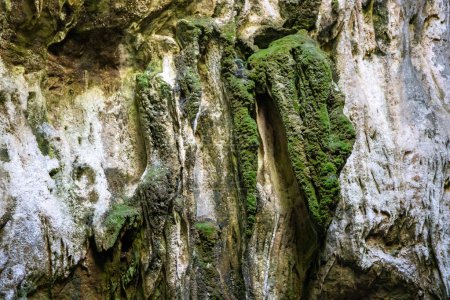 Photo for Cave walls overgrown with moss. High quality photo - Royalty Free Image