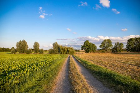 Photo for Panoramic agricultural landscape with a dirt road and blue sky. High quality photo - Royalty Free Image