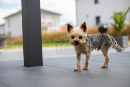 Photo for Little Yorkshire Terrier walks across the terrace outside. High quality photo - Royalty Free Image