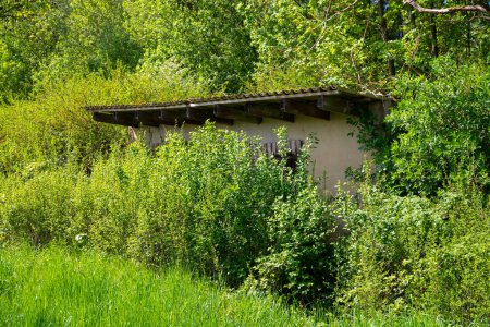 Téléchargez les photos : Une vieille cabane cachée dans le fourré et envahie par la végétation. Photo de haute qualité - en image libre de droit