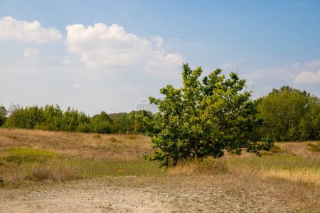 Photo for Panorama of a forest with a tree in the foreground. High quality photo - Royalty Free Image
