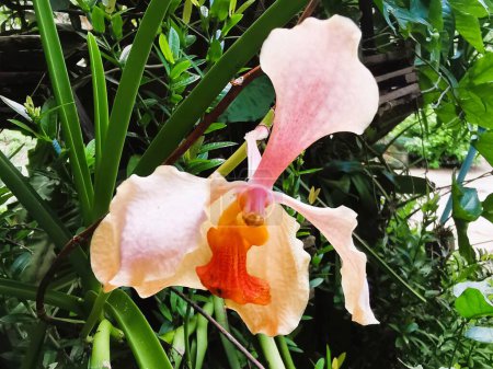 Foto de Orchid flower at my house - Imagen libre de derechos
