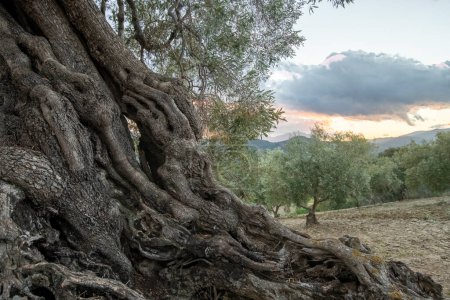Foto de Impresionante paisaje de los olivares españoles - Imagen libre de derechos