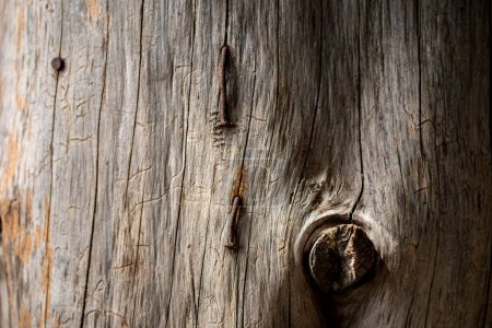 Foto de Textura de un viejo tronco de madera con grietas de clavos - Imagen libre de derechos
