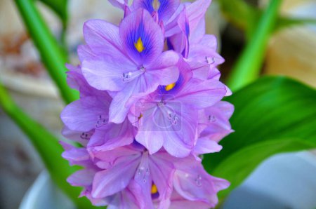 Purple common water hyacinth blooming in the garden