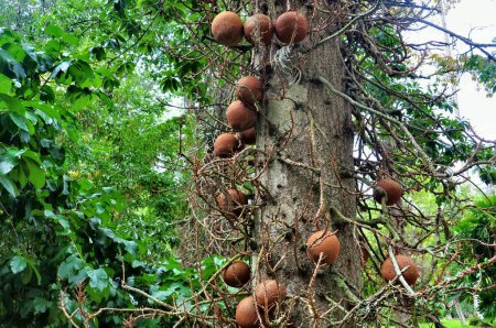 Téléchargez les photos : Boule de canon fruits sur Cannon Ball arbre - en image libre de droit