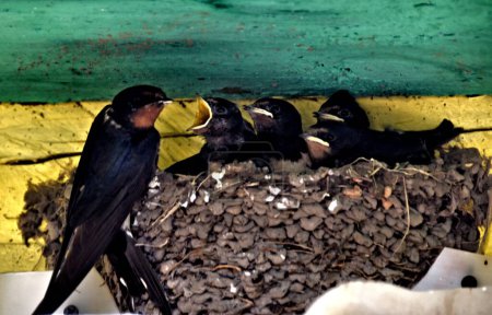 Foto de Tragar madre con cinco golondrinas de granero (hirundo rustica) en su nido - Imagen libre de derechos