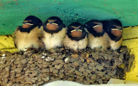 Foto de Cinco golondrinas de granero (hirundo rustica) gritando desde su nido - Imagen libre de derechos