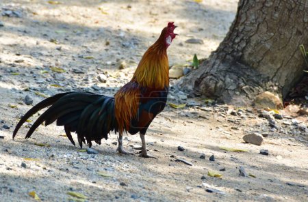 Photo for Close-up view of young rooster in the village - Royalty Free Image