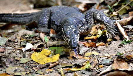 Téléchargez les photos : Surveiller le lézard dans l'habitat naturel de la jungle des Philippines - en image libre de droit