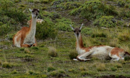 Wild guanacos on the mountain hill at Patagonia, Argentina
