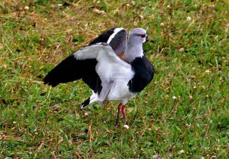 Téléchargez les photos : Vue rapprochée de l'oiseau lapwing sud sur l'herbe verte près de la rivière - en image libre de droit