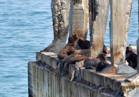 Photo for Close up shot of a cute seals sitting on a pier - Royalty Free Image
