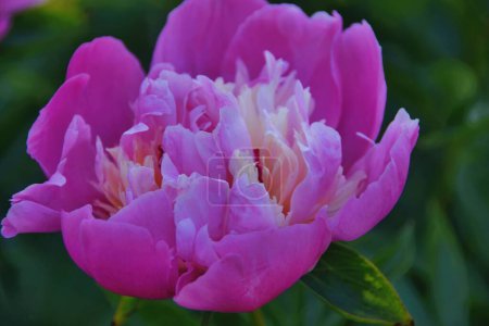 Foto per A closeup shot of beautiful blooming peony flower - Immagine Royalty Free