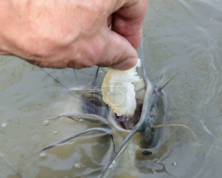 Téléchargez les photos : Gros plan de la main d'un homme nourrissant des poissons avec du pain - en image libre de droit