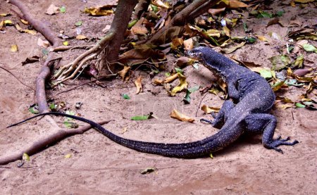 Monitor lizard in natural habitat in the Philippines Jungle