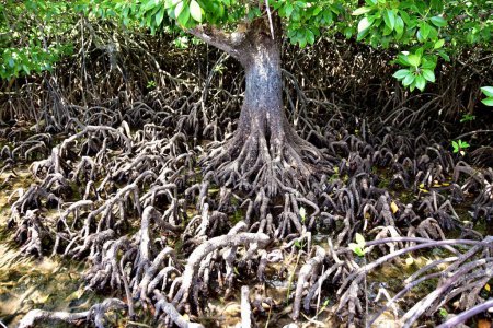 Foto de Increíbles árboles en la isla de la serpiente, El Nido Palawan, Phillipines - Imagen libre de derechos