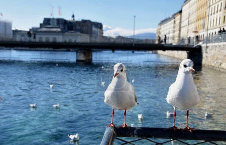 Téléchargez les photos : Mouettes sur le lac Léman en Suisse - en image libre de droit