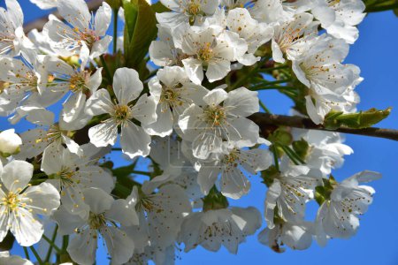 Téléchargez les photos : Belles fleurs fleuries, fond floral, vue rapprochée - en image libre de droit