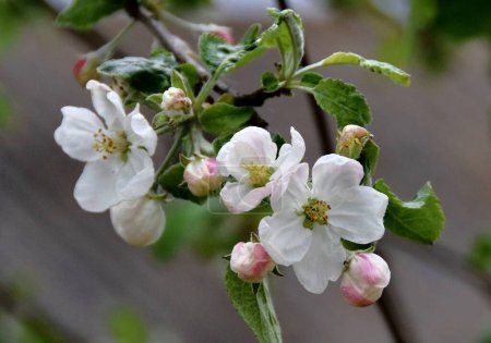 Photo for Close-up view of beautiful blossoming apple tree flowers - Royalty Free Image