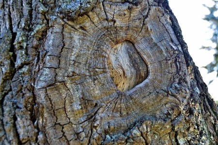 Téléchargez les photos : Écorce d'arbre texture, fond bois - en image libre de droit