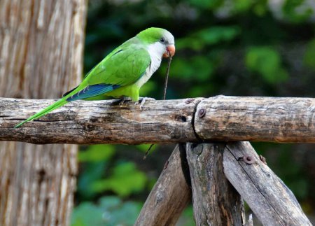 Photo for Parrot sitting on a bench near the national garden - Royalty Free Image