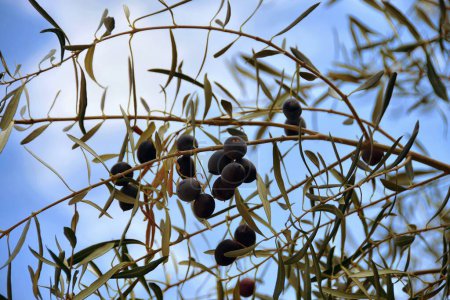 Téléchargez les photos : Olives noires mûres sur l'arbre - en image libre de droit